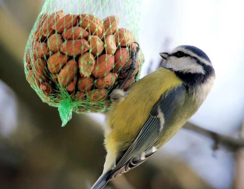 Das gibt es zu beachten, wenn man Vögel im Winter füttert